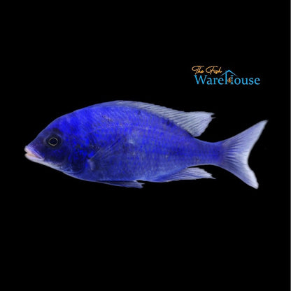 Mdoka White Lips (Placidochromis phenochilus 'Mdoka')