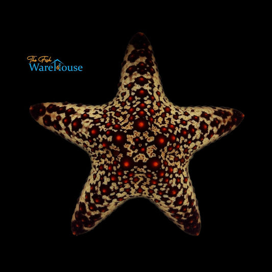 General Starfish (Protoreaster sp.)