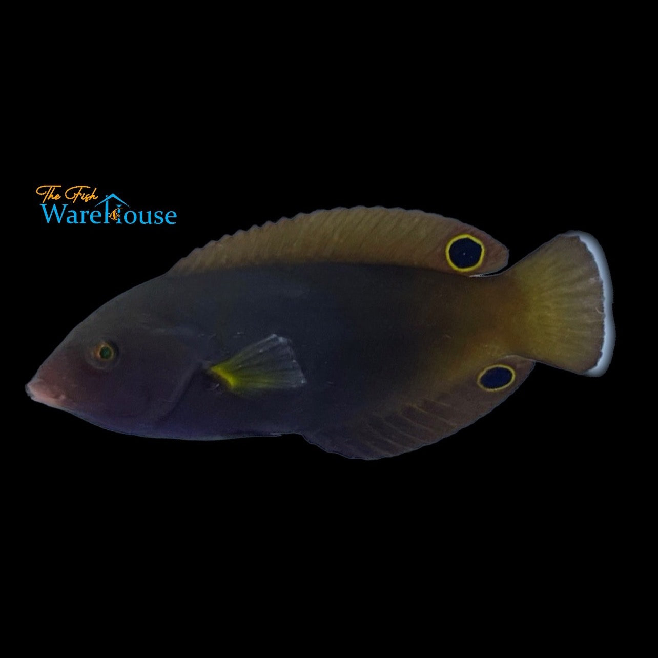 Geographic Wrasse (Anampses geographicus)