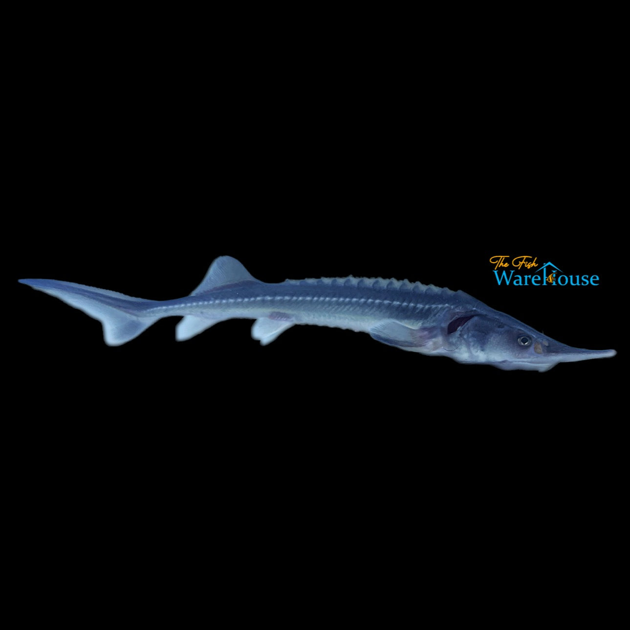 Siberian Sturgeon (Acipenser baerii)