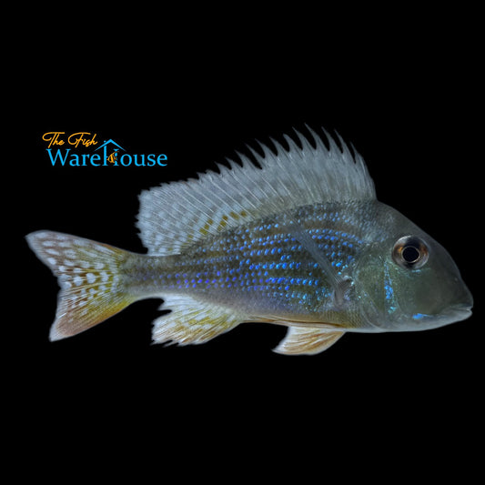 Geophagus Abalios