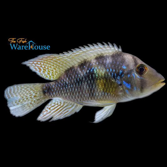 Geophagus Brasiliensis