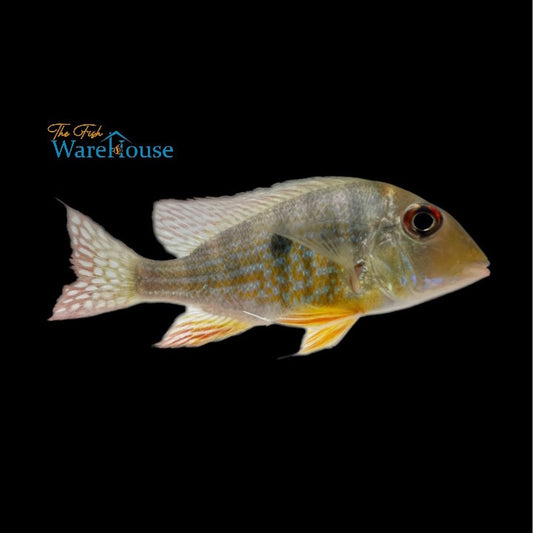 Gold Caqueta Geophagus (Geophagus sp. Rio Caqueta)