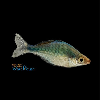 Turquoise Rainbowfish (Melanotaenia lacustris)