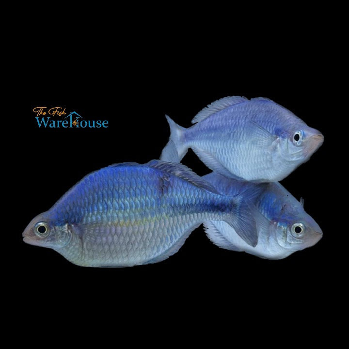 Turquoise Rainbowfish (Melanotaenia lacustris)