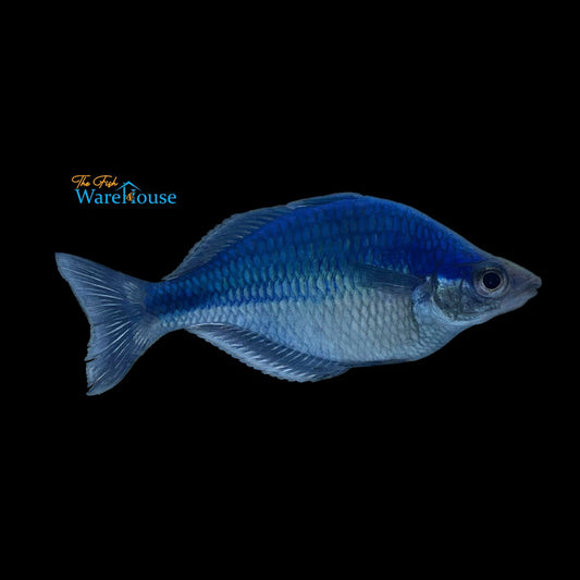 Turquoise Rainbowfish (Melanotaenia lacustris)