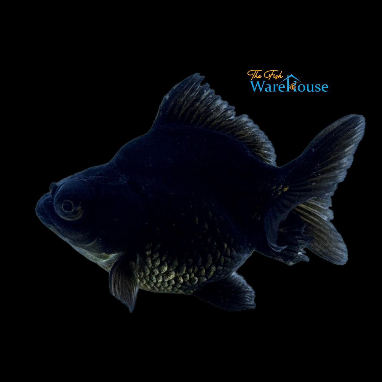 Black Demekin Goldfish (Carassius auratus)