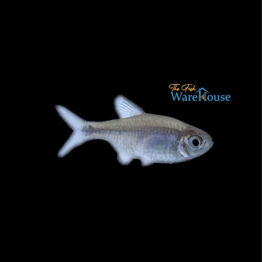 Bahia Black Diamond Tetra (Hyphessobrycon negodagua)