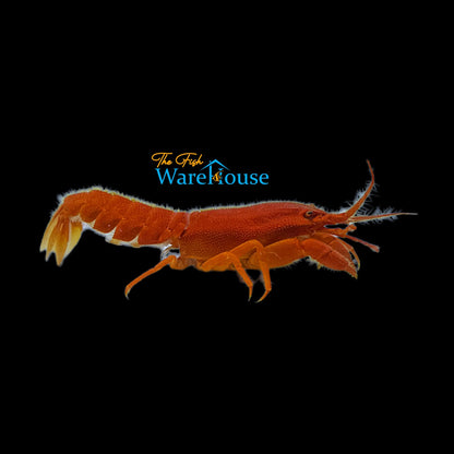 Red Furry Lobster (Palinurellus wieneckii)