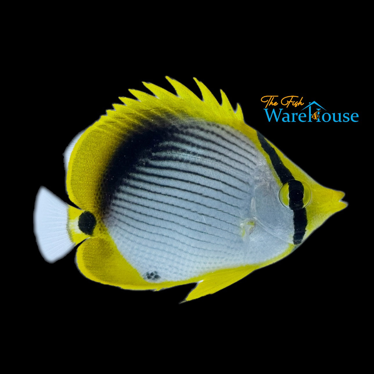 Spot Tailed Butterflyfish (Chaetodon ocellicaudus)