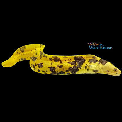 Banana Moray Eel (Gymnothorax miliaris)