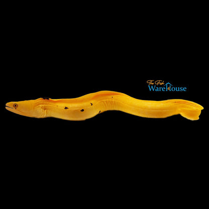 Banana Moray Eel (Gymnothorax miliaris)
