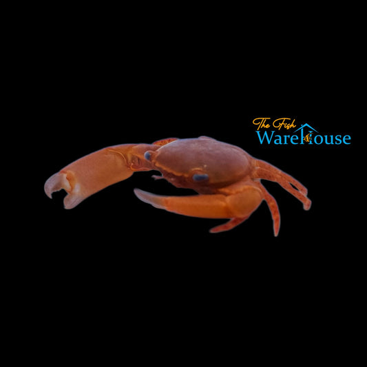 Red Coral Crab (Trapezia lutea)