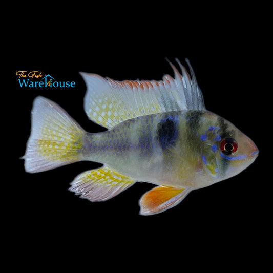 German Blue Ram (Mikrogeophagus ramirezi)