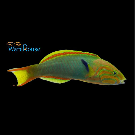 Banana Wrasse (Thalassoma lutescens)