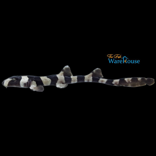 Banded Cat Shark (Chiloscyllium punctatum)