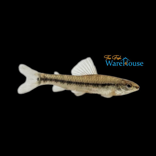 Banded Darter Tetra (Characidium fasciatum)