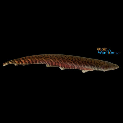 Banded Knifefish (Gymnotus carapo)