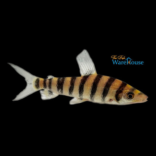 Banded Leporinus (Leporinus fasciatus)