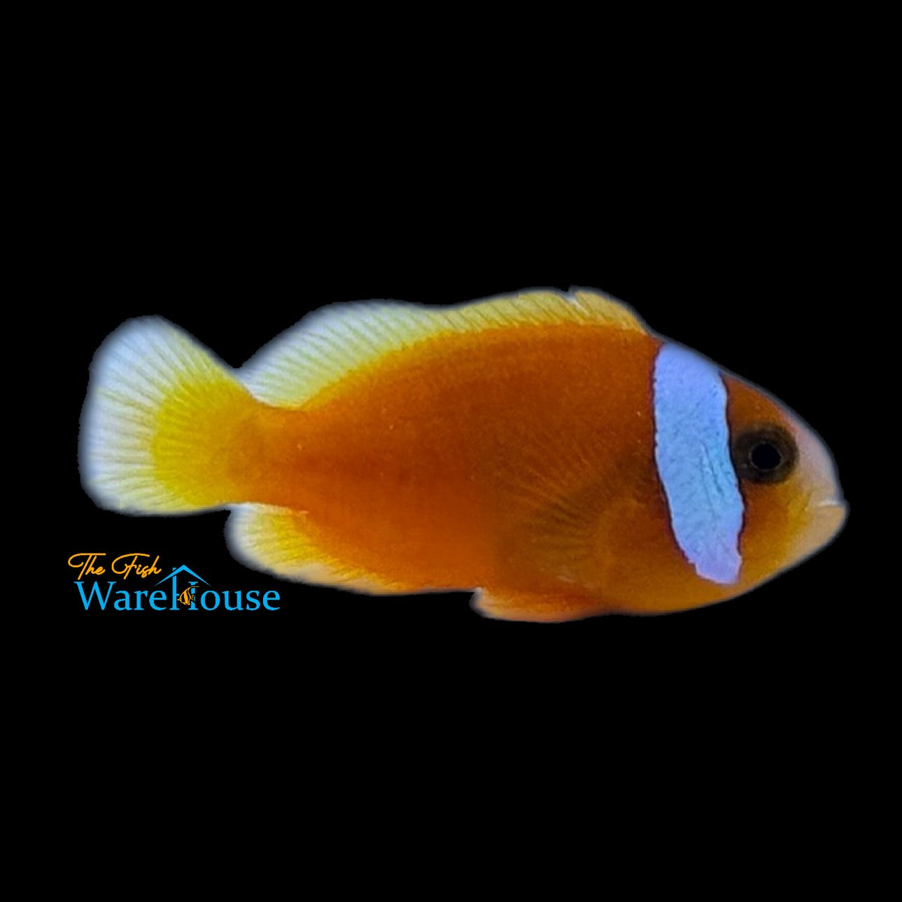 New Caledonia Blue Stripe Cinnamon Clownfish (Amphiprion melanopus)