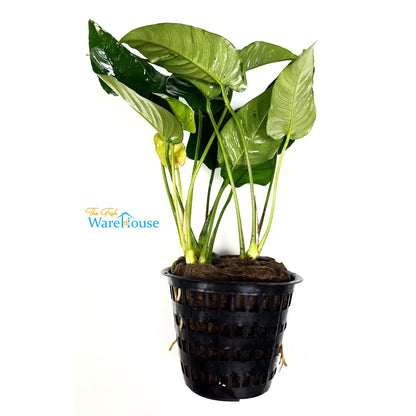 Striped Anubias (Anubias barteri striped)