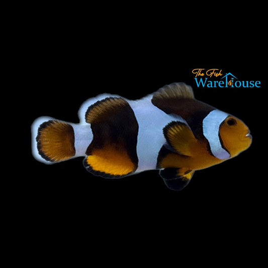 Mochaccino Clownfish (Amphiprion ocellaris x Amphiprion percula)