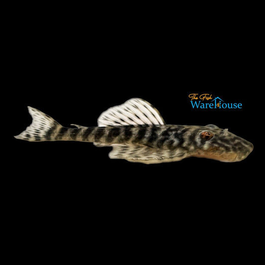 Banded Pancake Pleco L189 (Pseudolithoxus kelsorum)