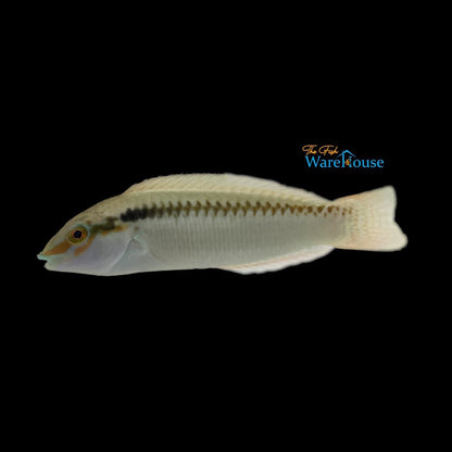 Zigzag Wrasse (Halichoeres scapularis)