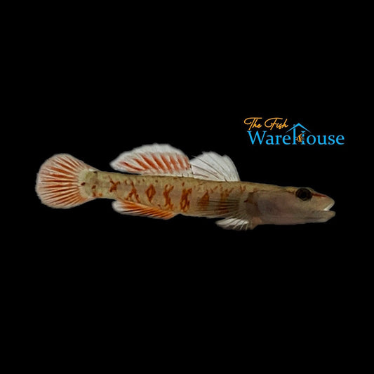 Zhou's Scarlet Goby (Rhinogobius zhoui)