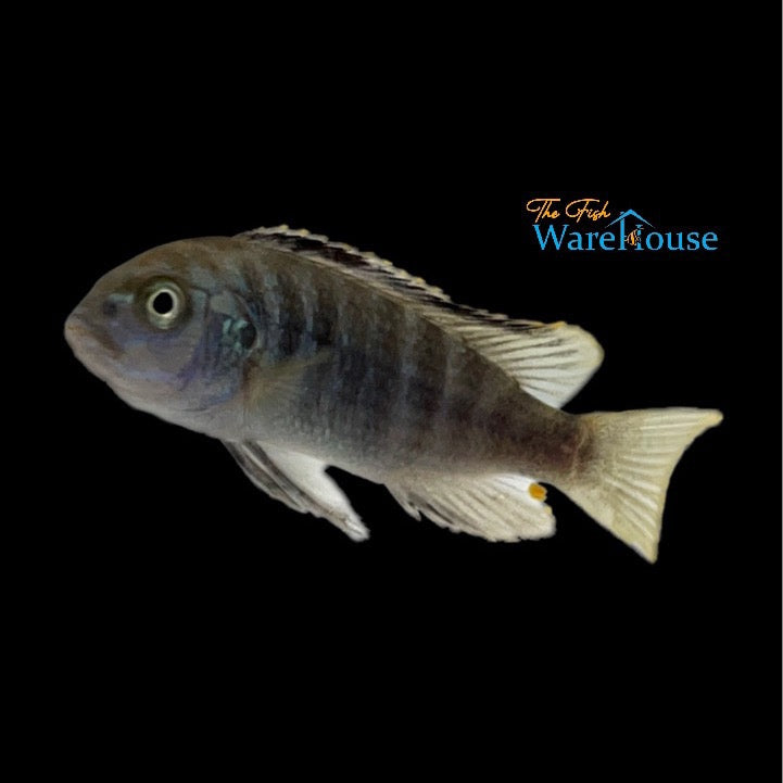 Zebra White Lab (Labidochromis caeruleus zebra 'Lundo Island')