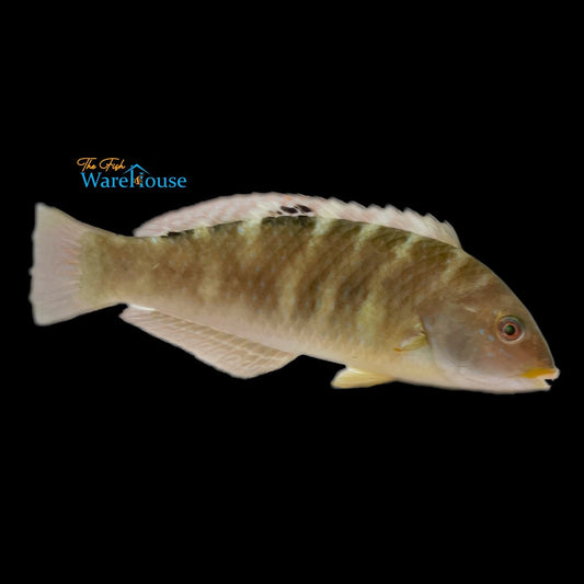 Banded Wrasse (Halichoeres notospilus)