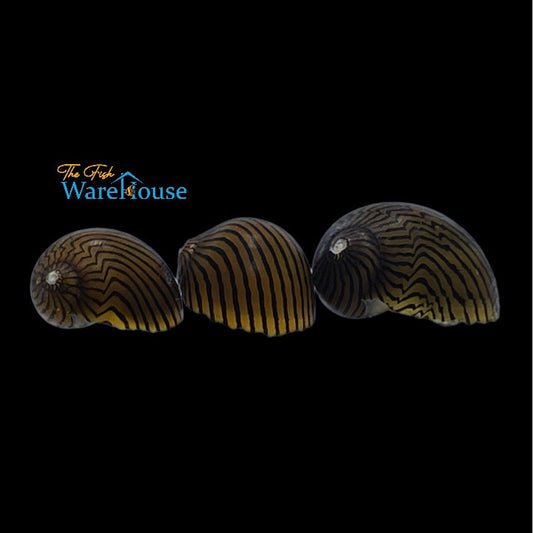 Zebra Racer Nerite Snail (Vittina waigiensis)