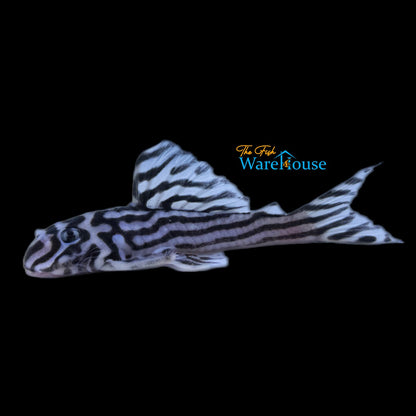 Zebra Pleco L046 (Hypancistrus zebra)