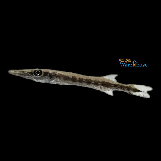 Barracuda (Sphyraena barracuda)