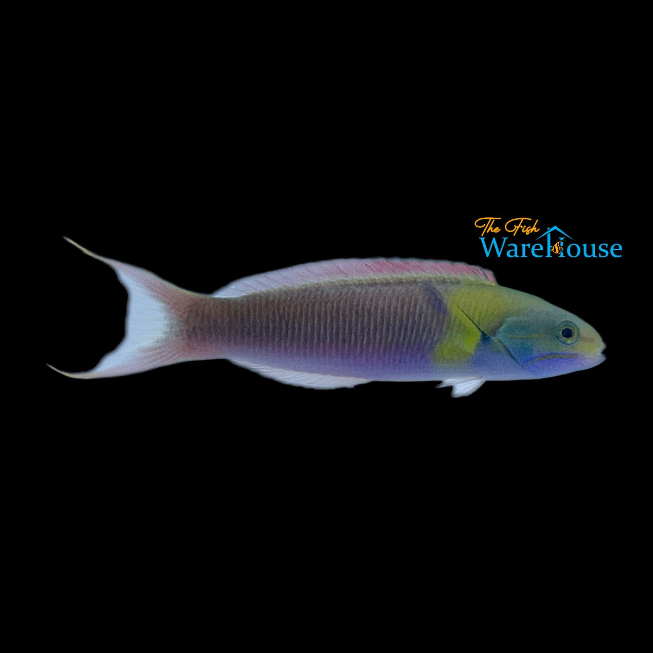 Blunthead Wrasse (Thalassoma amblycephalum)