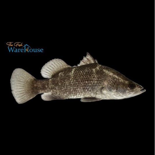 Barramundi (Lates calcarifer)