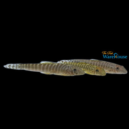 Zebra Hillstream Loach (Pseudogastromyzon changtingensis)