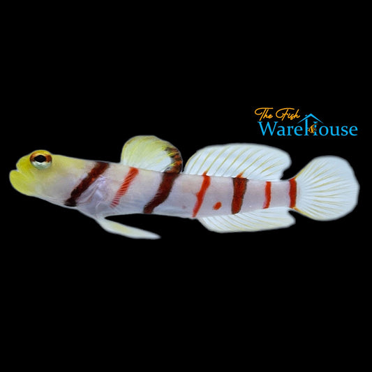 Dracula Goby (Stonogobiops dracula)