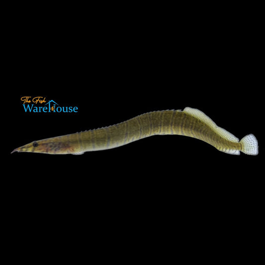 Zebra Spiny Eel (Macrognathus zebrinus)