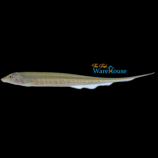 Rat Tail Knifefish (Archolaemus blax)