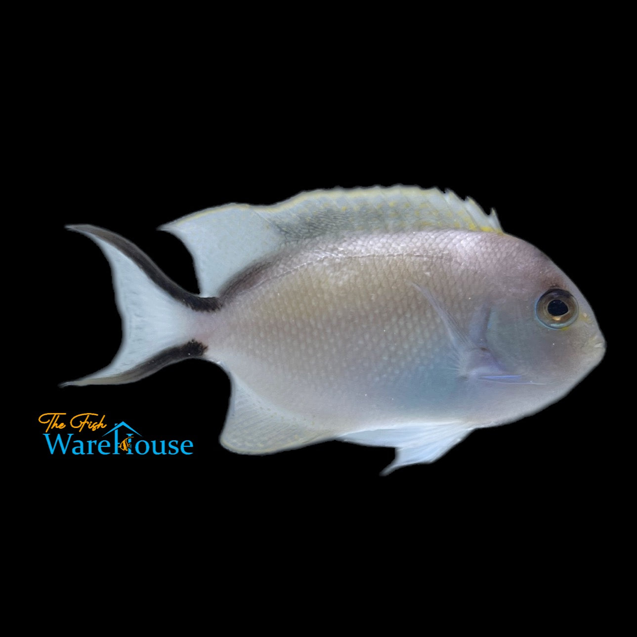 Zebra Lyretail Angelfish - Female (Genicanthus caudovittatus)