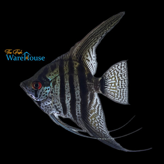 Zebra Lace Angelfish (Pterophyllum scalare)