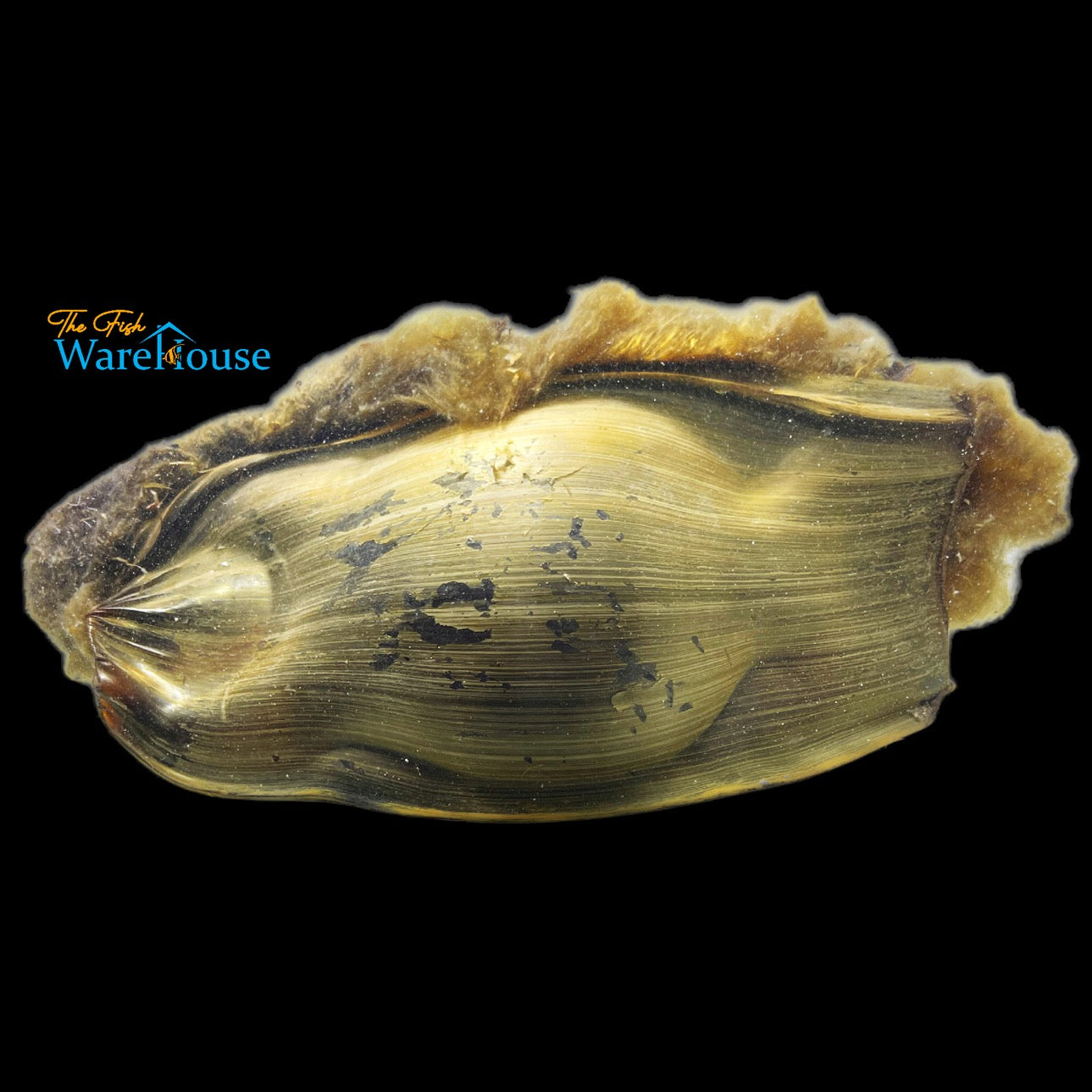 Zebra Shark Egg (Stegostoma tigrinum)