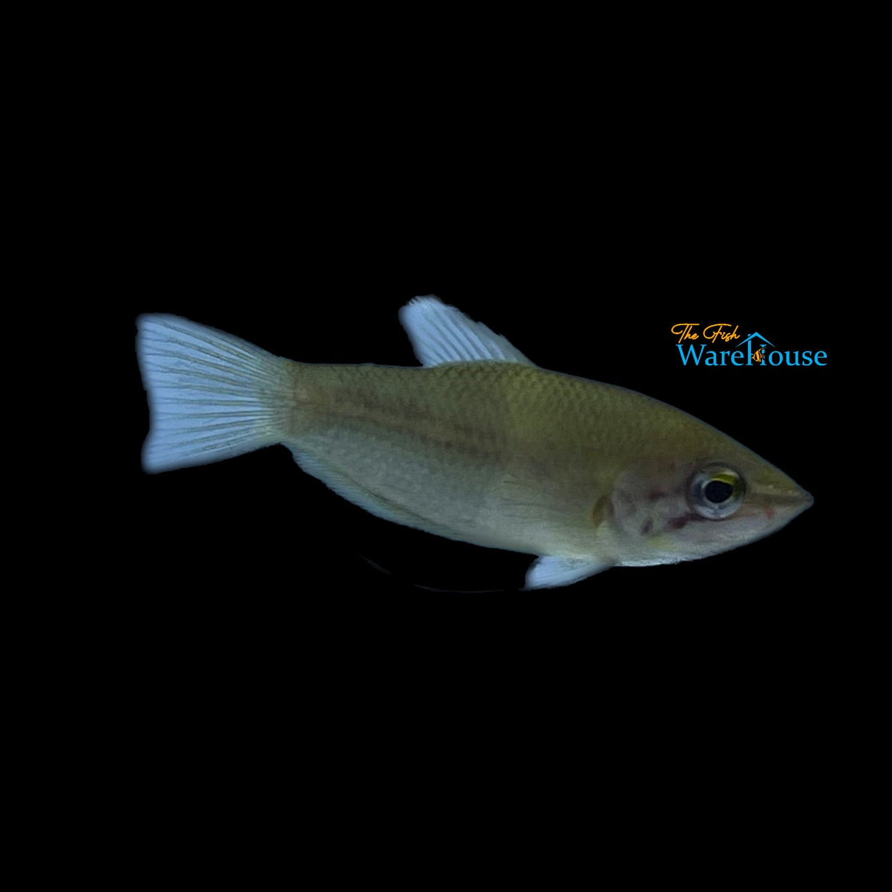 Sharp Nosed Chocolate Gourami (Sphaerichthys acrostoma)