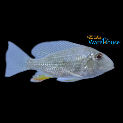 Albino Heckelii (Acarichthys heckelii albino)