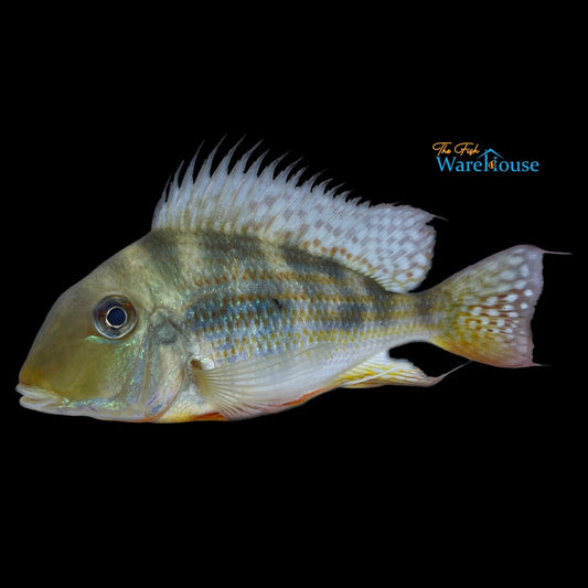 Geophagus Winemilleri