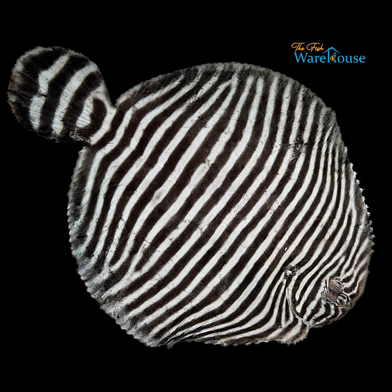 Zebra Flounder (Gymnachirus melas)