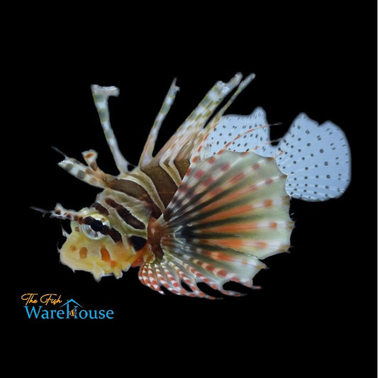 Zebra Dwarf Lionfish (Dendrochirus zebra)