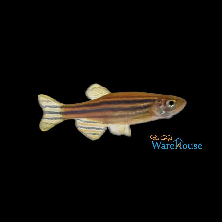 Zebra Danio (Danio rerio)