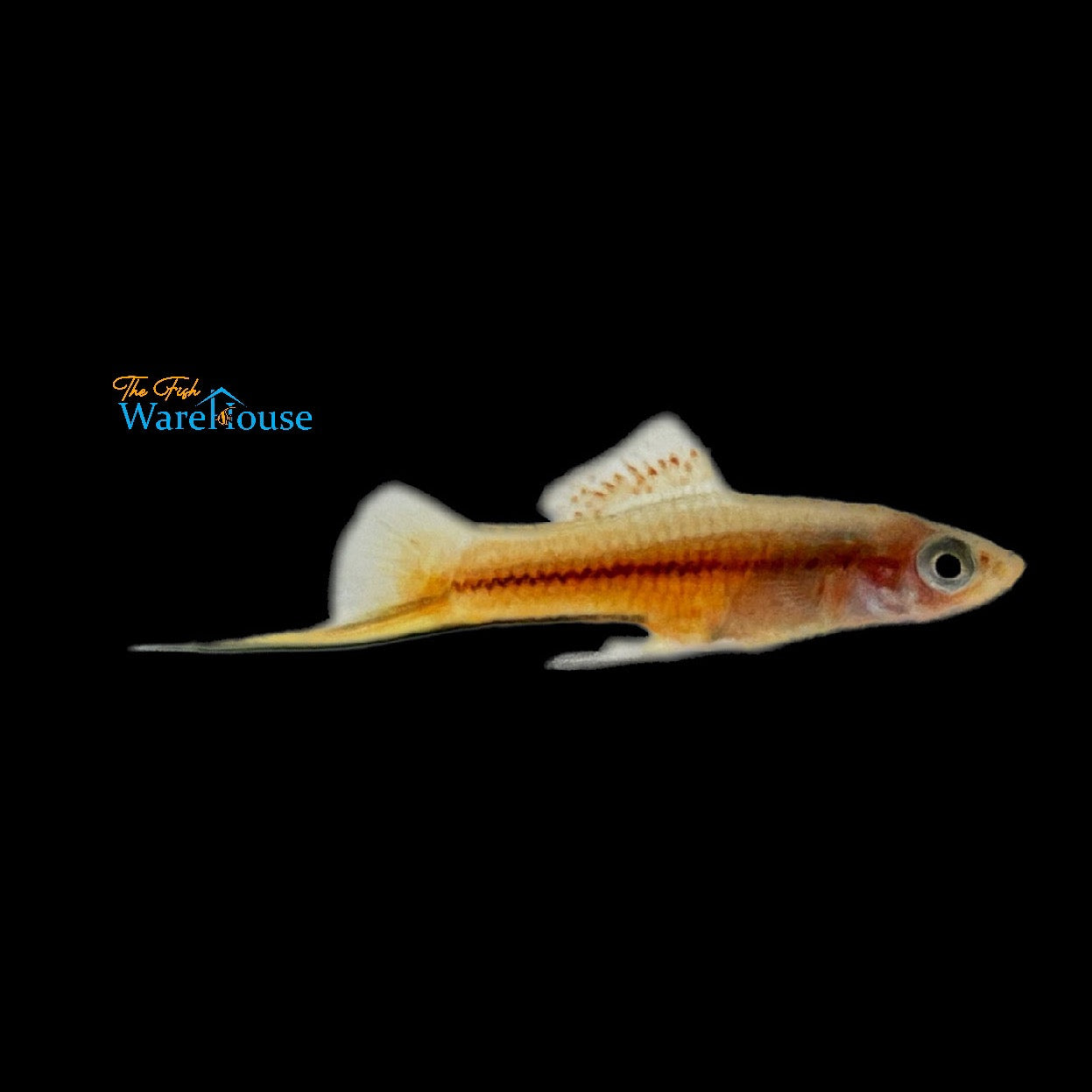 Yucatan Swordtail (Xiphophorus helleri)